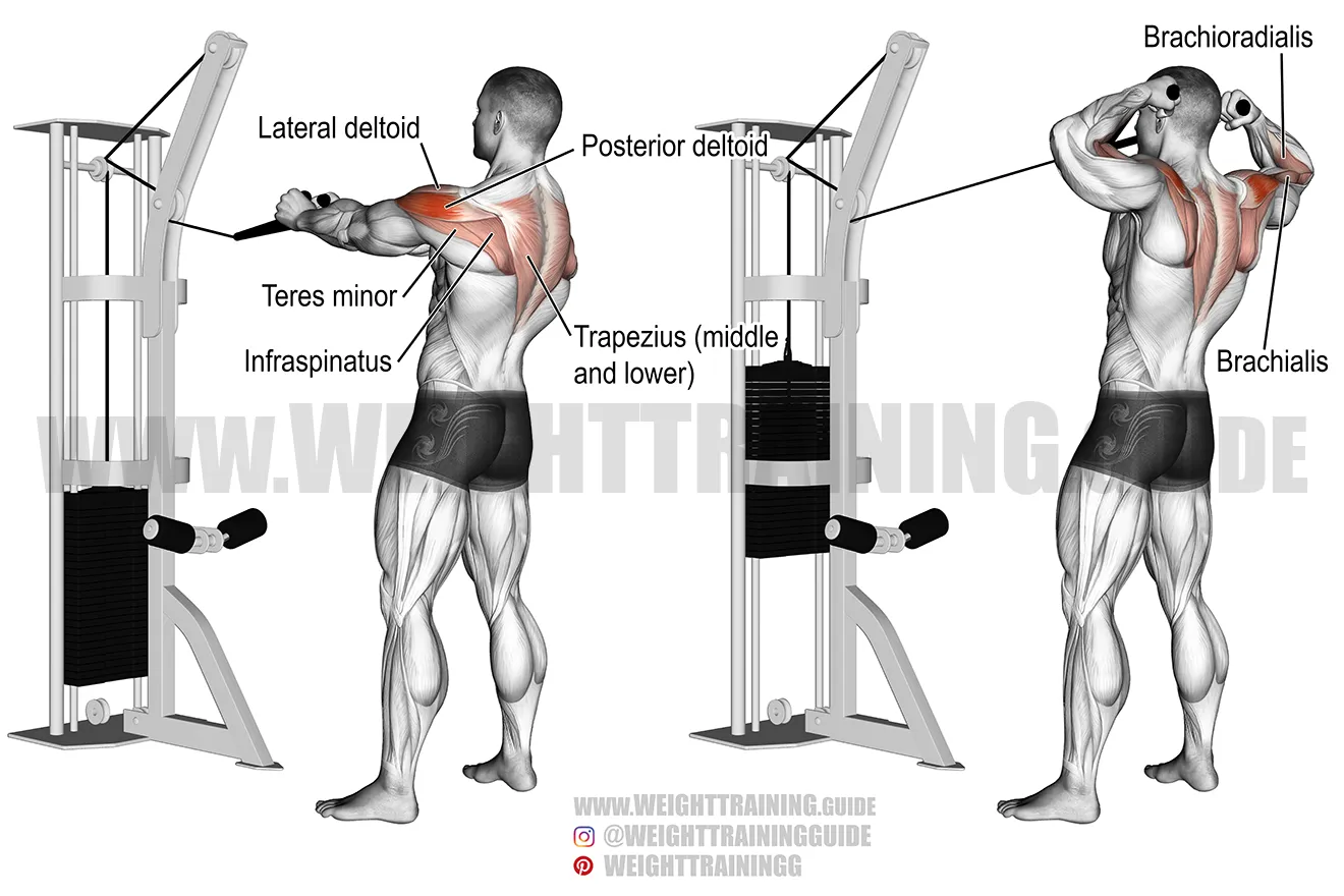 Barbell Curl